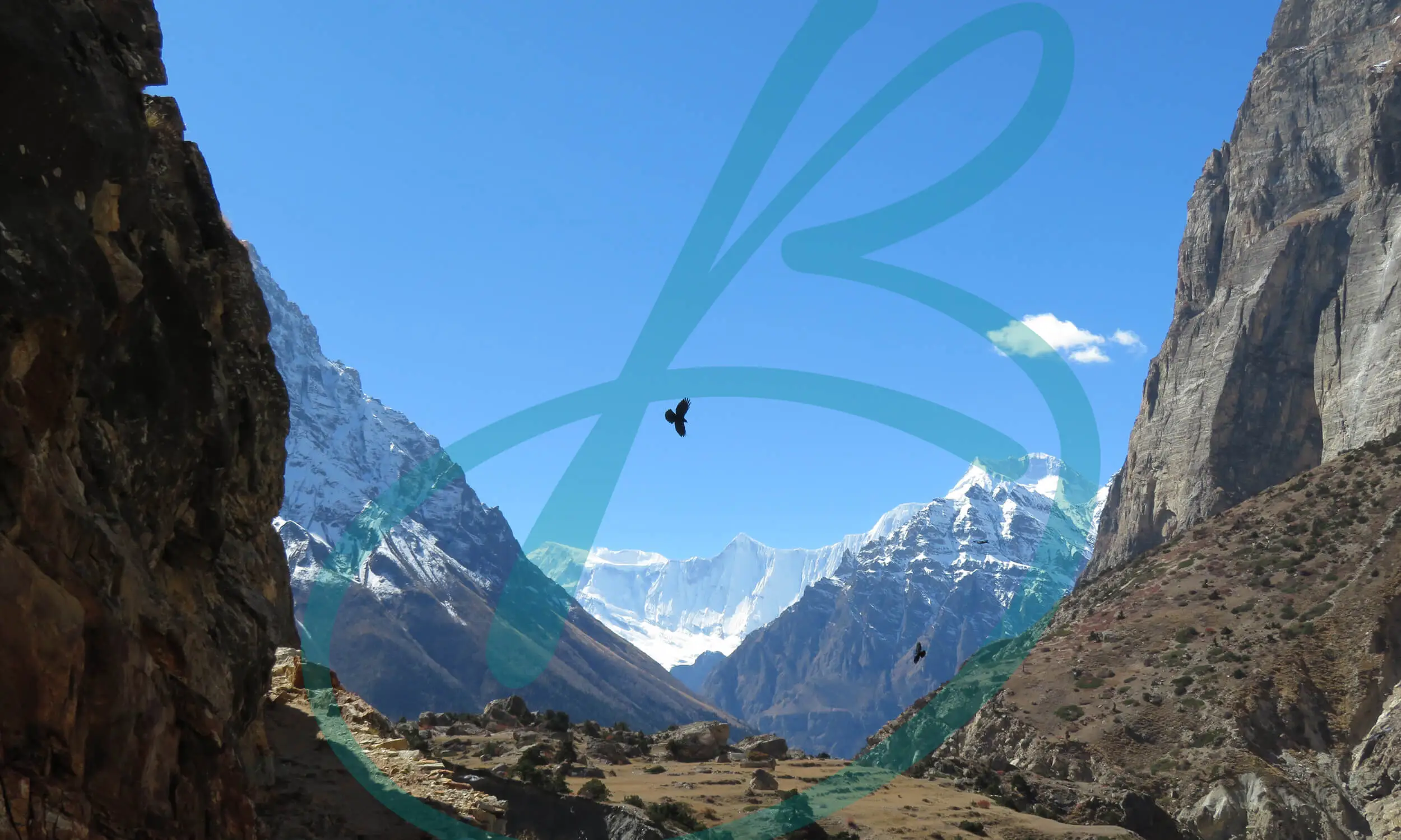 Condors flying in a valley in the Annapurna area of Nepal